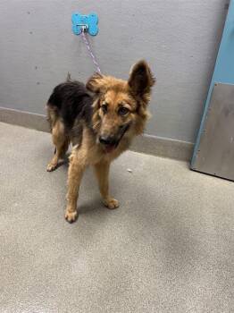GABBIE -  German Shepherd Dog Dog for Adoption in Las Vegas, Nevada - GABBIE | PetCurious
