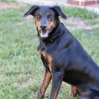 Rescue Shepherd and Chocolate Labrador Retriever Dogs for Adoption in Sugar Land, Texas - Blaze | PetCurious
