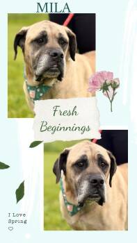 Mastiff Dogs Available for Adoption in Rensselaer, Indiana - Mila | PetCurious