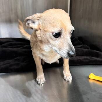 Chihuahua Dogs Available for Adoption - Remy | PetCurious
