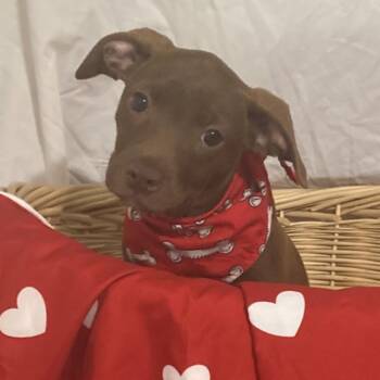 Cassie -  Chocolate Labrador Retriever Dog for Adoption in Pensacola, Florida - Cassie | PetCurious