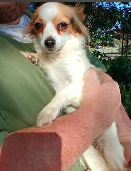 Truffles in TX -  Chihuahua Dog for Adoption in Cranston, Rhode Island - Truffles In TX | PetCurious