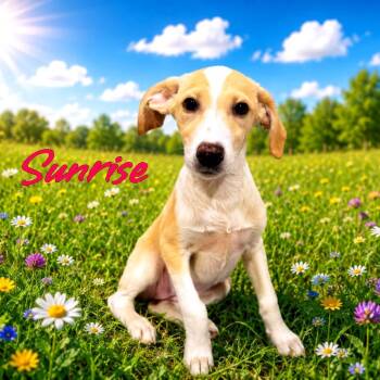 Sunrise -  Mixed Breed Dog for Adoption in Joliet, Illinois - Sunrise | PetCurious