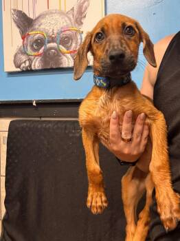 Hamilton -  Mixed Breed Dog for Adoption in Huntsville, Alabama - Hamilton | PetCurious