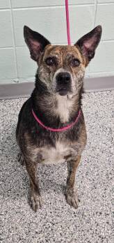 Gigi -  Terrier Dog for Adoption in Athens, Tennessee - Gigi | PetCurious