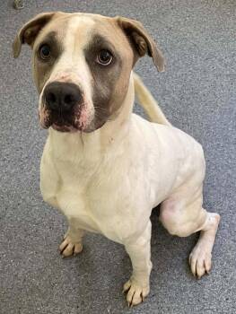 Rambo -  Pit Bull Terrier Dog for Adoption in Covington, Virginia - Rambo | PetCurious