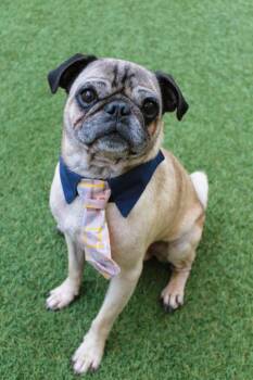 Darius -  Pug Dog for Adoption in Gardena, California - Darius | PetCurious