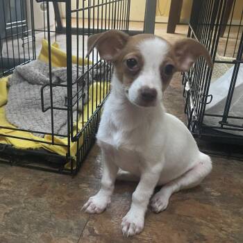 BUENA -  Chihuahua and Papillon Dog for Adoption in Austin, Texas - BUENA | PetCurious