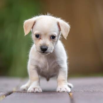 Noodle Pup - Ravioli -  Wire Fox Terrier and Poodle Dog for Adoption in San Diego, California - Noodle Pup - Ravioli | PetCurious
