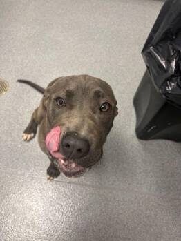 Mixed Breed Dogs Available for Adoption - Cinna | PetCurious