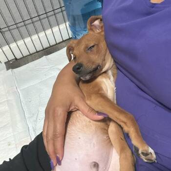 Phoenix -  Chihuahua and Dachshund Dog for Adoption in Midland, Texas - Phoenix | PetCurious