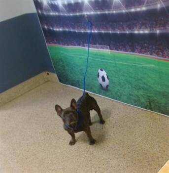 BRICE -  French Bulldog Dog Available for Adoption in Doral, Florida - BRICE | PetCurious