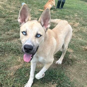 Rescue Husky and Shepherd Dogs for Adoption in Oswego, Illinois - Raye | PetCurious