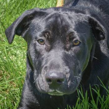 Rudy -  Flat Coated Retriever and Black Labrador Retriever Dog for Adoption in Huntley, Illinois - Rudy | PetCurious