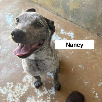 Nancy -  Pit Bull Terrier Dog for Adoption in Austin, Texas - Nancy | PetCurious