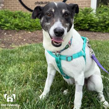Rescue Jack Russell Terrier Dogs for Adoption in Mt. Juliet, Tennessee - Sputnik | PetCurious