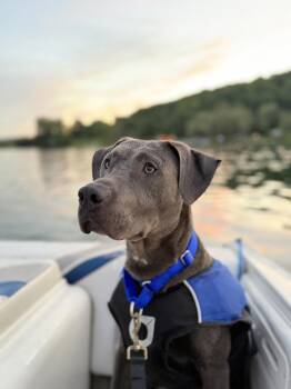 Dexter -  Labrador Retriever Dog for Adoption in Frankfort, New York - Dexter | PetCurious