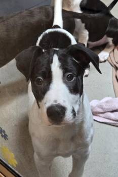 Teddy -  Black Labrador Retriever and Whippet Dog for Adoption in Bellingham, Washington - Teddy | PetCurious