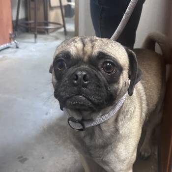 Mankey -  Pug Dog for Adoption in Yuma, Arizona - Mankey | PetCurious