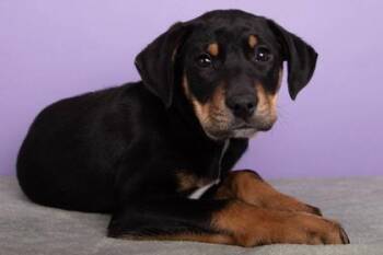 Retriever and Mixed Breed Dogs Available for Adoption - Marty | PetCurious