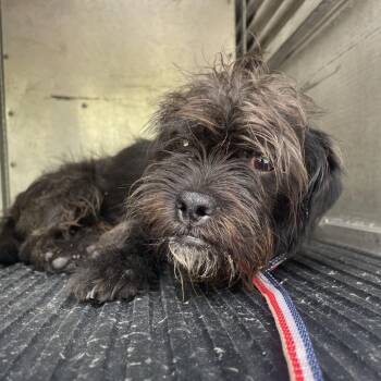 Barnacle -  Terrier Dog for Adoption in Edinburg, Texas - Barnacle | PetCurious