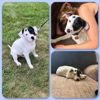 Harvey -  Pit Bull Terrier and Australian Shepherd Dog for Adoption in Traverse City, Michigan - Harvey | PetCurious