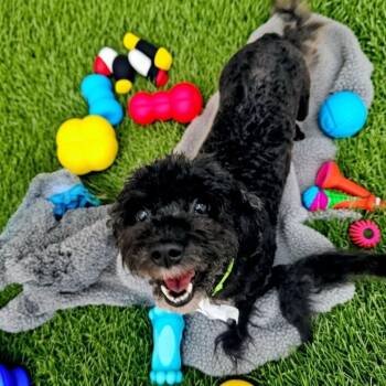 Maltese and Poodle Dogs Available for Adoption - Pebbles-2yo 11lb Girl! | PetCurious