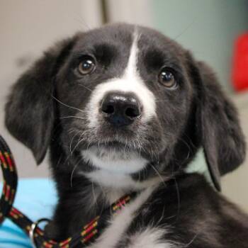 Shepherd Dogs Available for Adoption in South Elgin, Illinois - Applejacks | PetCurious
