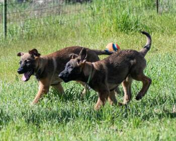 Belgian Shepherd Malinois Dogs Available for Adoption - Kodiak | PetCurious
