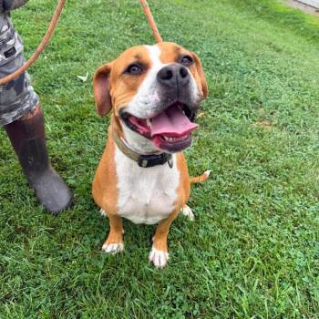 Boppity -  Mixed Breed Dog for Adoption in Huntington, West Virginia - Boppity | PetCurious