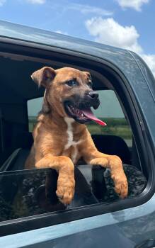 Cora -  American Staffordshire Terrier and Boxer Dog for Adoption in Marion, Texas - Cora | PetCurious