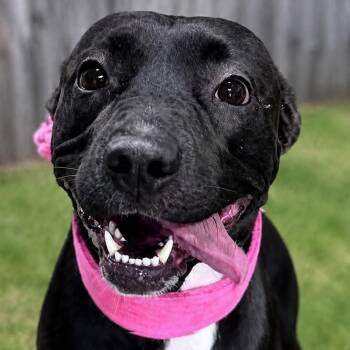 KEELY JONES -  Mixed Breed Dog for Adoption in Cranston, Rhode Island - KEELY JONES | PetCurious
