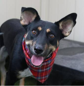 Australian Kelpie Dogs Available for Adoption in Williston, Vermont - Lily | PetCurious