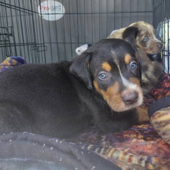 Largo -  Mixed Breed Dog for Adoption in Milton, Florida - Largo | PetCurious
