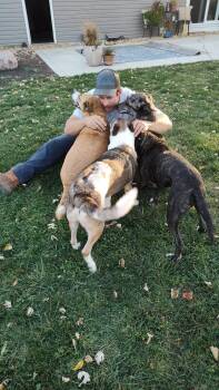 Labrador Retriever and Border Collie Dogs Available for Adoption in Lewis Center, Ohio - Cash | PetCurious