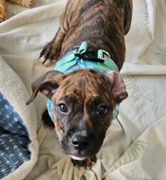 Boxer Dogs Available for Adoption in Tallahassee, Florida - Brooks | PetCurious