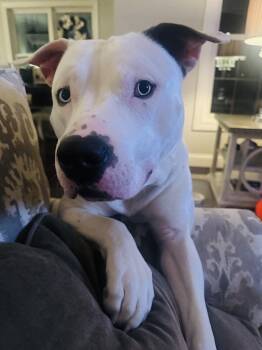 American Staffordshire Terrier and American Bulldog Dogs Available for Adoption - Hank | PetCurious