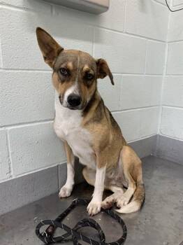 German Shepherd Dog and Mixed Breed Dogs Available for Adoption in Corpus Christi, Texas - MOCHA | PetCurious