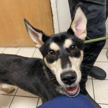 Mixed Breed Dogs Available for Adoption in Charleston, West Virginia - Kali | PetCurious