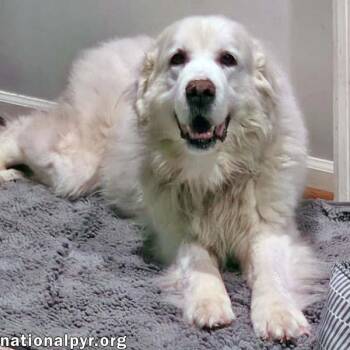 Coral in SC - Sweet & Gentle Soul -  Great Pyrenees Dog for Adoption in Beacon, New York - Coral In SC - Sweet & Gentle Soul | PetCurious