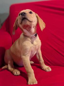 Golden Retriever Dogs Available for Adoption in Newport, Kentucky - Hurl | PetCurious