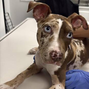 Cherokee A5783339 -  Mixed Breed Dog for Adoption in Los Angeles, California - Cherokee A5783339 | PetCurious
