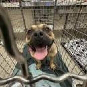 French Bulldog and American Staffordshire Terrier Dogs Available for Adoption in Austin, Texas - Karma | PetCurious