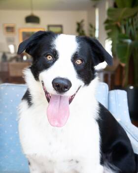 Dex -  Border Collie Dog for Adoption in Franklin, Tennessee - Dex | PetCurious