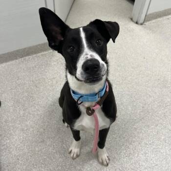 Fizz -  Border Collie and Mixed Breed Dog for Adoption - Fizz | PetCurious