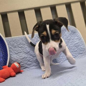 Dr. Doofenshmirtz -  Terrier and Dachshund Dog for Adoption in Beaumont, Texas - Dr. Doofenshmirtz | PetCurious