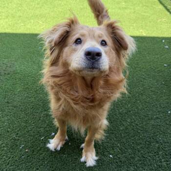 Koda 22720 -  Chow Chow and Golden Retriever Dog for Adoption in Cumming, Georgia - Koda 22720 | PetCurious