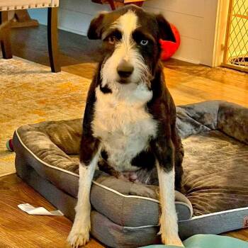 Border Collie and Standard Poodle Dogs Available for Adoption in Grand Bay, Alabama - Holly | PetCurious