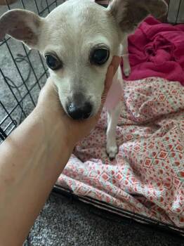 Chloe -  Jack Russell Terrier Dog for Adoption in St. Augustine, Florida - Chloe | PetCurious