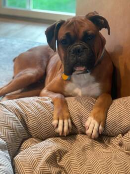 Deran -  Boxer Dog for Adoption in Columbus, Ohio - Deran | PetCurious